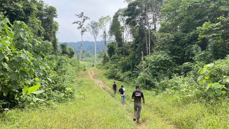 Dugaan Ekspansi Sawit PT IBAS Ancam Kawasan Hutan Lindung di Aceh Utara